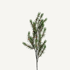 PLANTA ROMERO PLANTA ROMERO