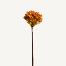 PLANTA ALLIUM PLANTA ALLIUM