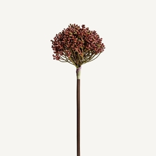 PLANTA ALLIUM PLANTA ALLIUM