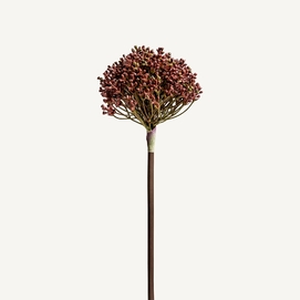 PLANTA ALLIUM