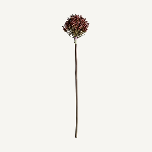 PLANTA ALLIUM