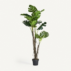 PLANTA MONSTERA