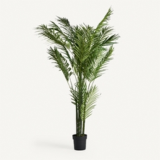 PLANTA PALMERA PLANTA PALMERA