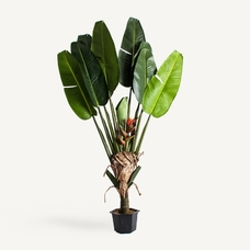 PLANTA PARADISE PLANTA PARADISE