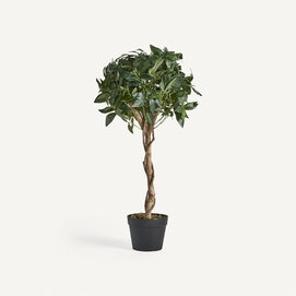 PLANTA LAUREL