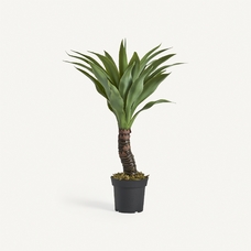 PLANTA YUCCA PLANTA YUCCA