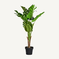 PLANTA MONSTERA PLANTA MONSTERA