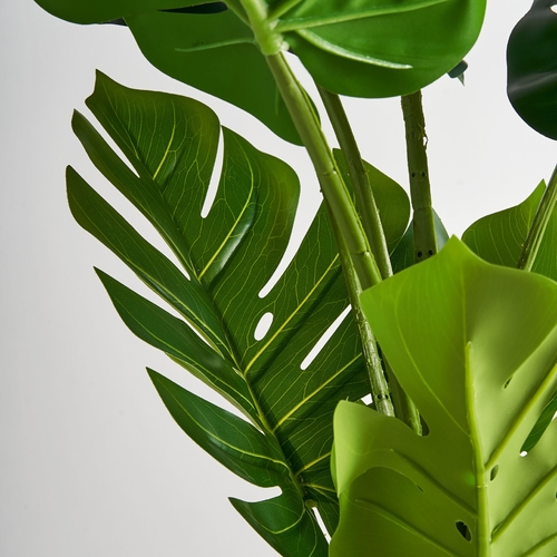 PLANTA MONSTERA