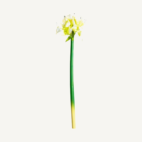 FLOR AMARYLLIS