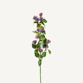 FLOR CENTAUREA