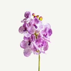 FLOR ORQUÍDEA