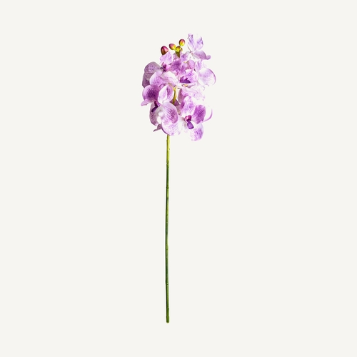 FLOR ORQUÍDEA