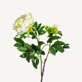 FLOR ROSA