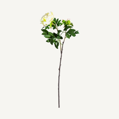 FLOR ROSA