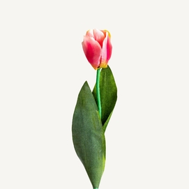 FLOR TULIPAN