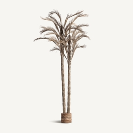 PLANTA ARECA