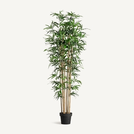 PLANTA BAMBÚ