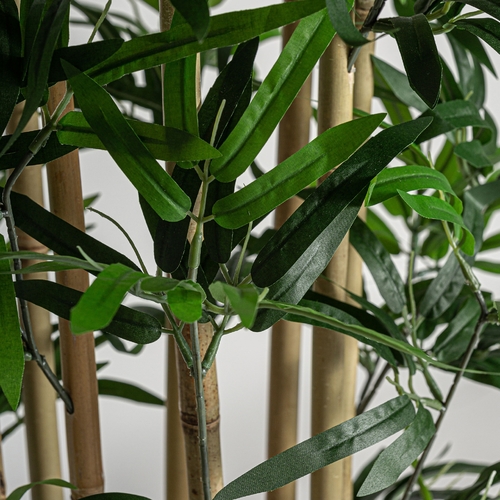 PLANTA BAMBÚ