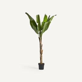 PLANTA BANANERA