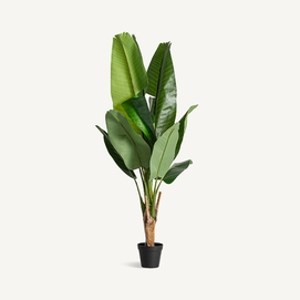PLANTA BANANERA