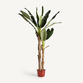 PLANTA BANANERO