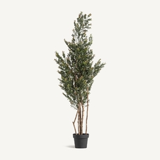 PLANTA BOJ PLANTA BOJ