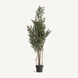 PLANTA BOJ