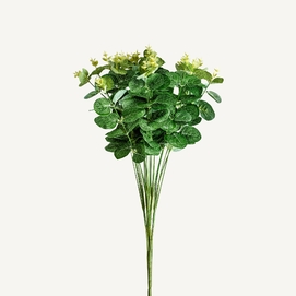 PLANTA EUCALIPTO