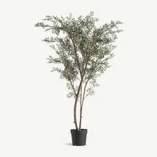 PLANTA EUCALIPTUS PLANTA EUCALIPTUS