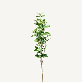 PLANTA FICUS