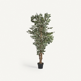 PLANTA FICUS