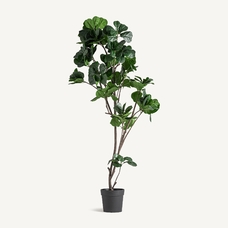 PLANTA FICUS PLANTA FICUS