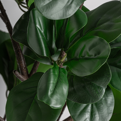 PLANTA FICUS