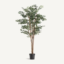 PLANTA FICUS