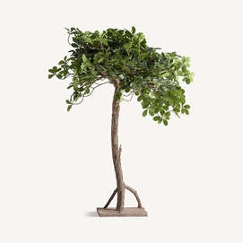 PLANTA FICUS