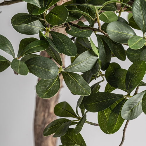 PLANTA FICUS