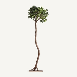 PLANTA FICUS