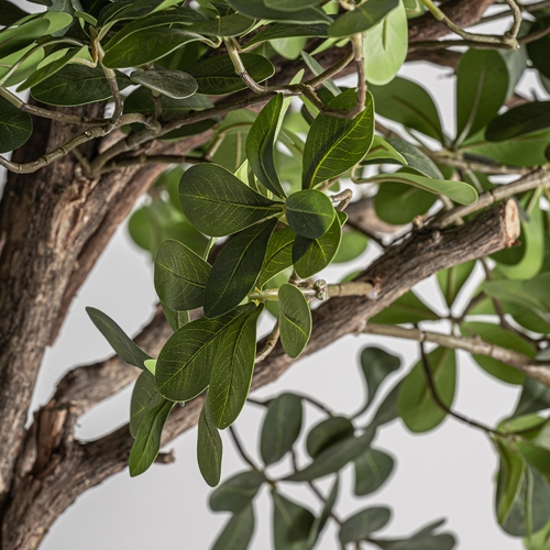 PLANTA FICUS