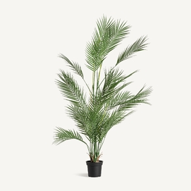 PLANTA HELECHO
