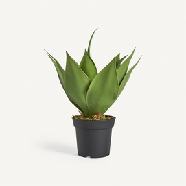 PLANTA LOTUS