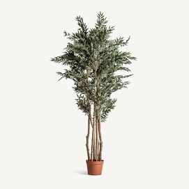 PLANTA OLIVO