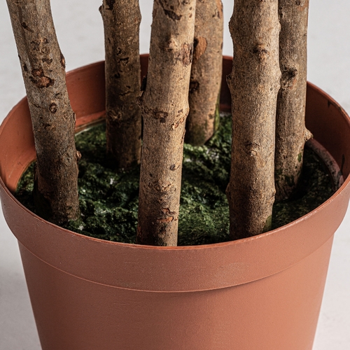 PLANTA OLIVO