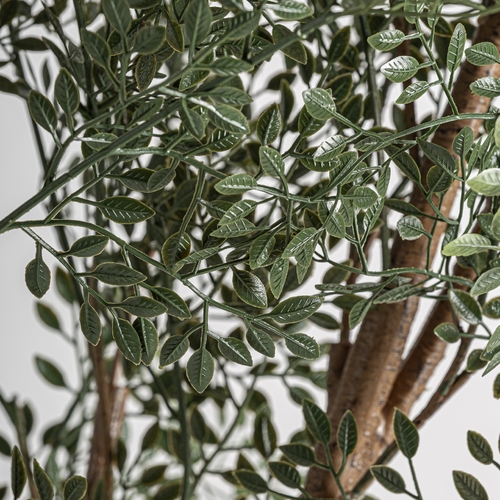 PLANTA OLIVO