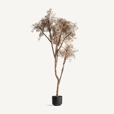 PLANTA OLIVO PLANTA OLIVO