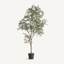 PLANTA OLIVO