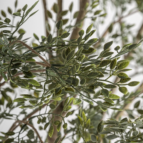 PLANTA OLIVO
