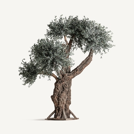 PLANTA OLIVO