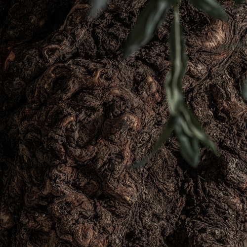 PLANTA OLIVO
