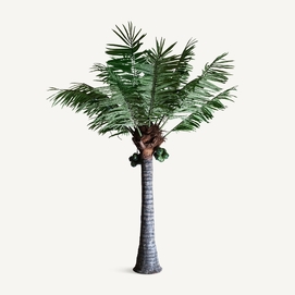 PLANTA PALMERA