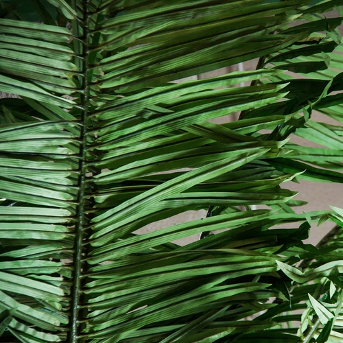 PLANTA PALMERA